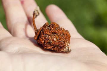 Image showing rotten apple on a tree