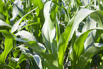 Image showing green leaves of corn