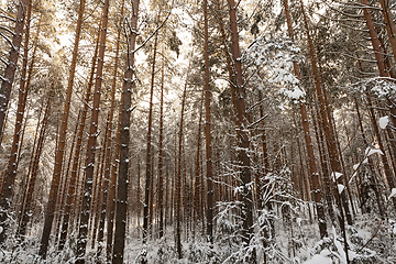 Image showing pine forest, winter