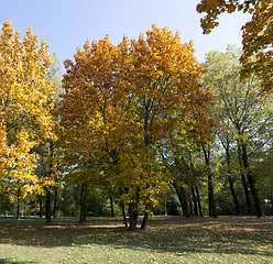 Image showing Yellow maple foliage