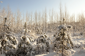 Image showing Young firs, in winter