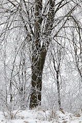 Image showing After snowfall