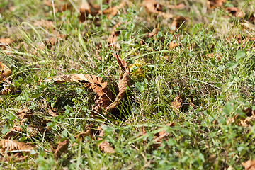 Image showing nuts Chestnut autumn