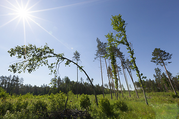 Image showing mixed forest