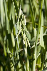 Image showing close-up oats
