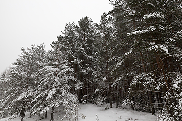 Image showing Winter landscape, snowfall