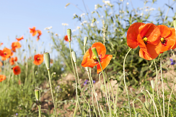 Image showing red poppies in a field