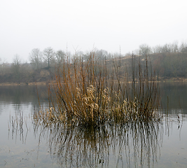 Image showing Forest in autumn