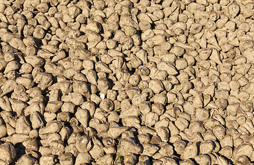 Image showing beet harvest, close-up