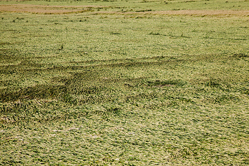 Image showing Green wheat field