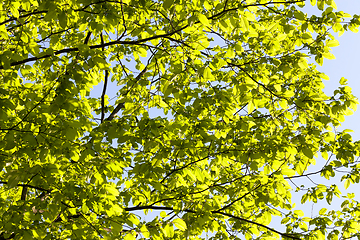 Image showing Chestnut Tree