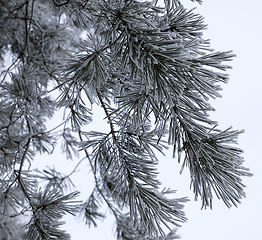 Image showing Winter trees, close-up