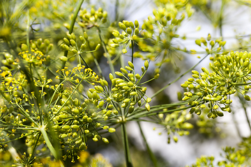 Image showing Umbrellas of dill, field