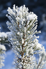 Image showing tree with a frost