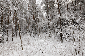 Image showing Forest in winter