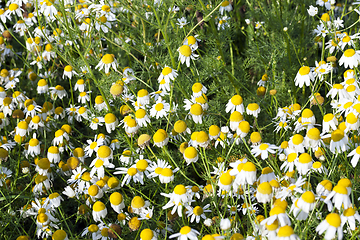 Image showing agricultural field with daisies