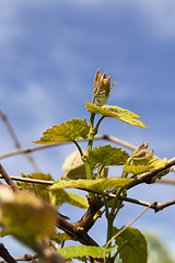 Image showing Green gape