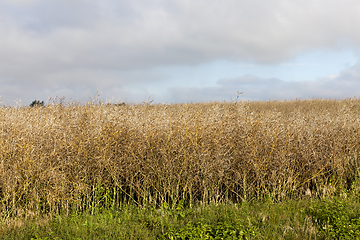 Image showing Agricultural field, summer