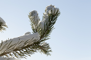 Image showing Pine trees in snow