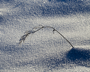 Image showing plant in a frost
