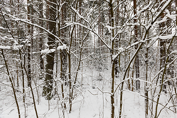 Image showing Winter landscape, snowfall