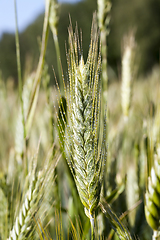 Image showing An agricultural field with a crop