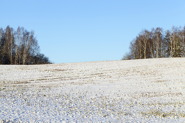 Image showing Snow in the winter