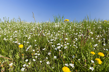 Image showing wild flowers in May