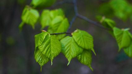 Image showing Nature background with birch branches and young bright leaves in front of day sun.