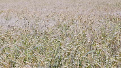 Image showing Fields of wheat at the end of summer fully ripe