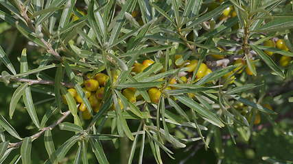 Image showing Sea-buckthorn yellow on the branch tree autumn