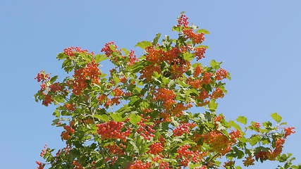 Image showing Branch of red viburnum in the garden