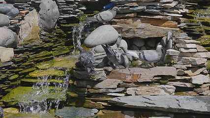 Image showing Beautiful pigeon sitting near the water fountain