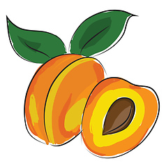 Image showing Apricot fruit, vector color illustration.