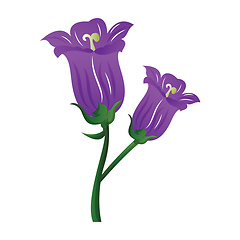 Image showing Vector illustration purple campanula  flowers  on white backgrou