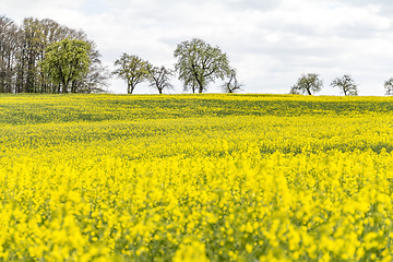 Image showing field of rapeseed at spring time