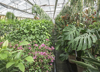 Image showing inside greenhouse scenery