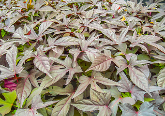Image showing red veined plant leaves