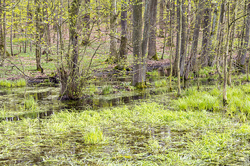 Image showing forest with swamp