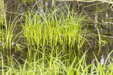 Image showing grassy swamp closeup