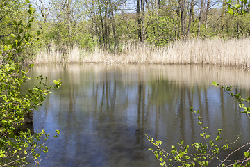 Image showing lake with reed