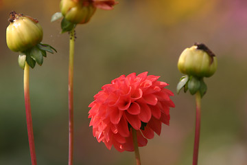 Image showing flower in dust