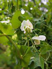 Image showing Pea Plant vegetable in a garden