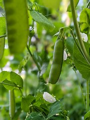 Image showing Pea Plant vegetable in a garden