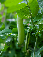 Image showing Pea Plant vegetable in a garden