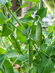 Image showing Pea Plant vegetable in a garden