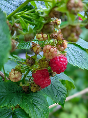 Image showing Raspberries ripening in the garden in summer