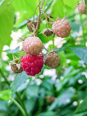 Image showing Raspberries ripening in the garden in summer