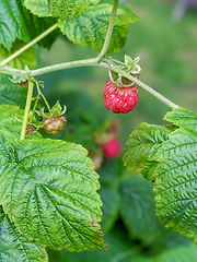 Image showing Raspberries ripening in the garden in summer