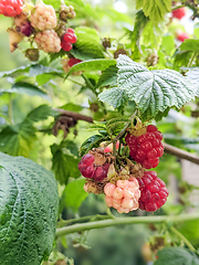 Image showing Raspberries ripening in the garden in summer